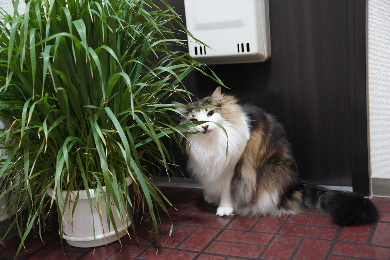 f:id:kazuhiro0214:20220206232637p:plain
