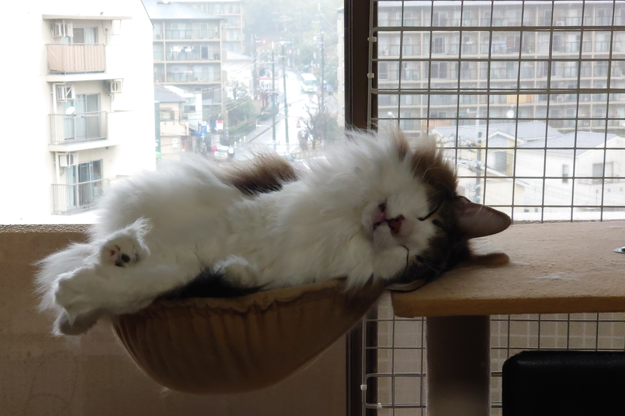 f:id:kazuhiro0214:20220208225959p:plain