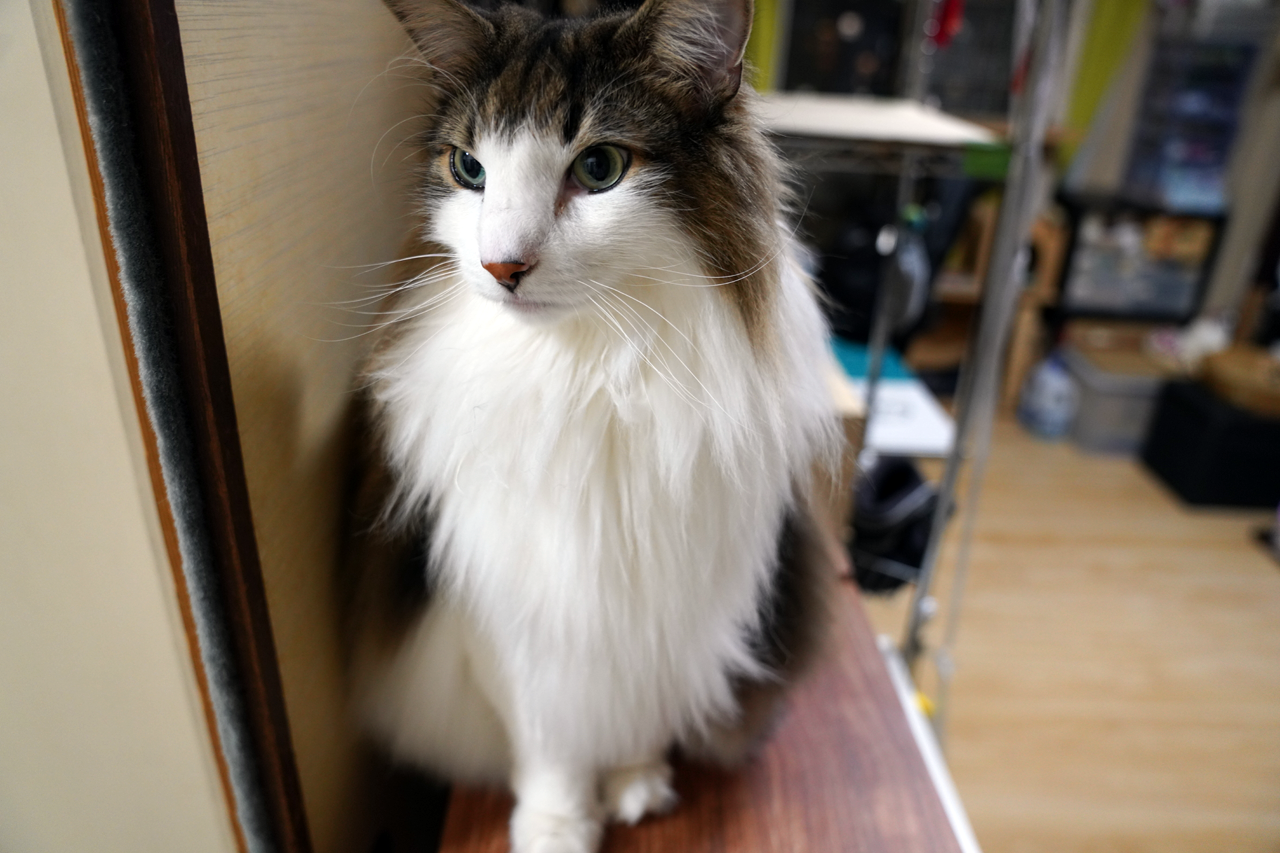 f:id:kazuhiro0214:20220308234622p:plain