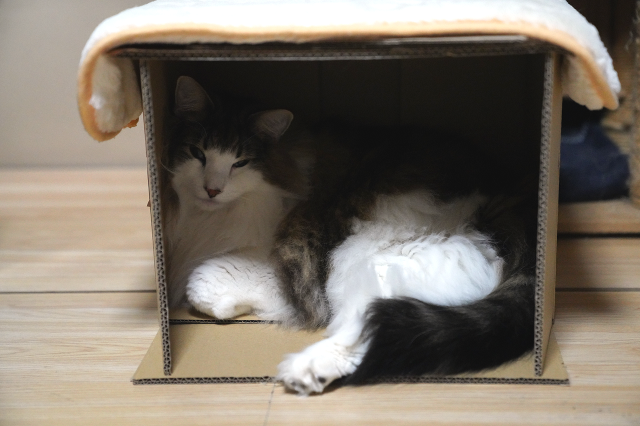 f:id:kazuhiro0214:20220308234856p:plain