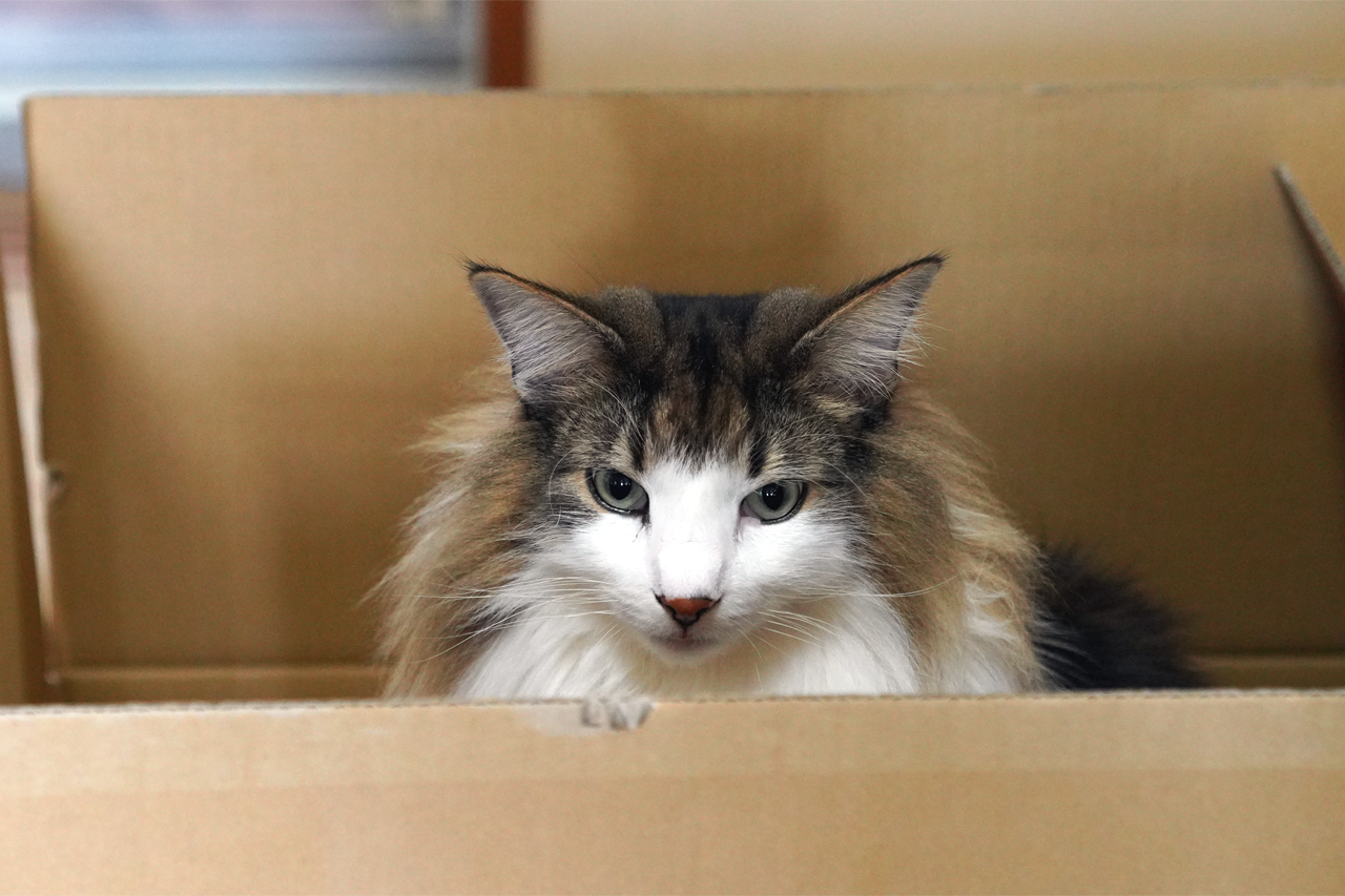 f:id:kazuhiro0214:20220314221354p:plain