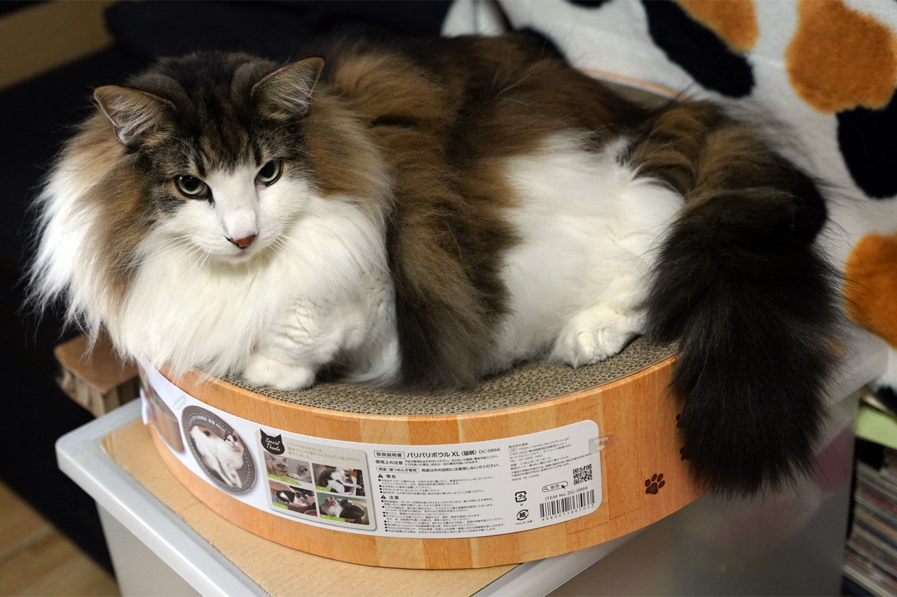 f:id:kazuhiro0214:20220314221611p:plain