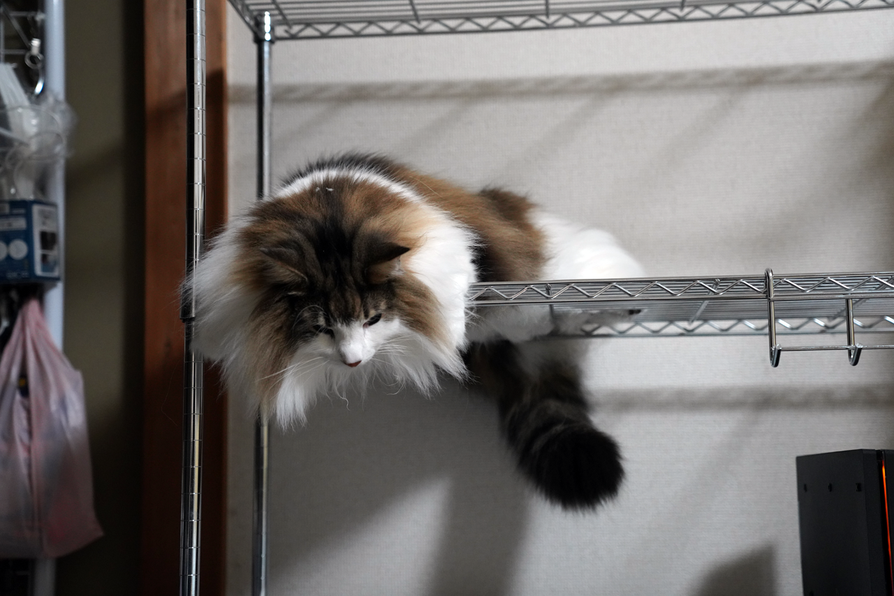f:id:kazuhiro0214:20220322224637p:plain