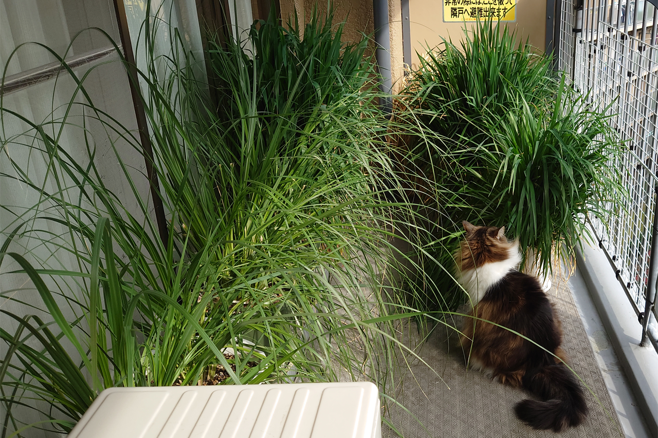 f:id:kazuhiro0214:20220324234240p:plain