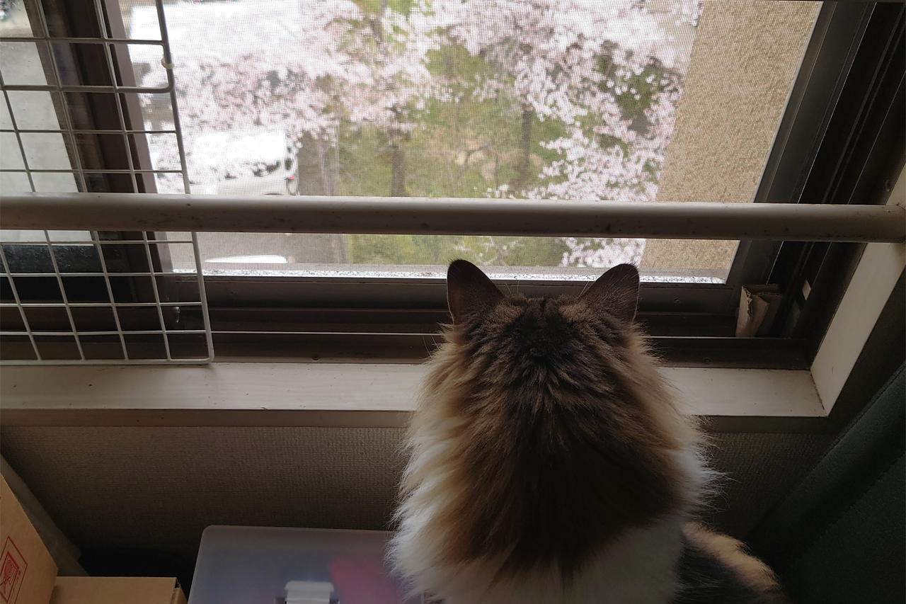 f:id:kazuhiro0214:20220403231506p:plain