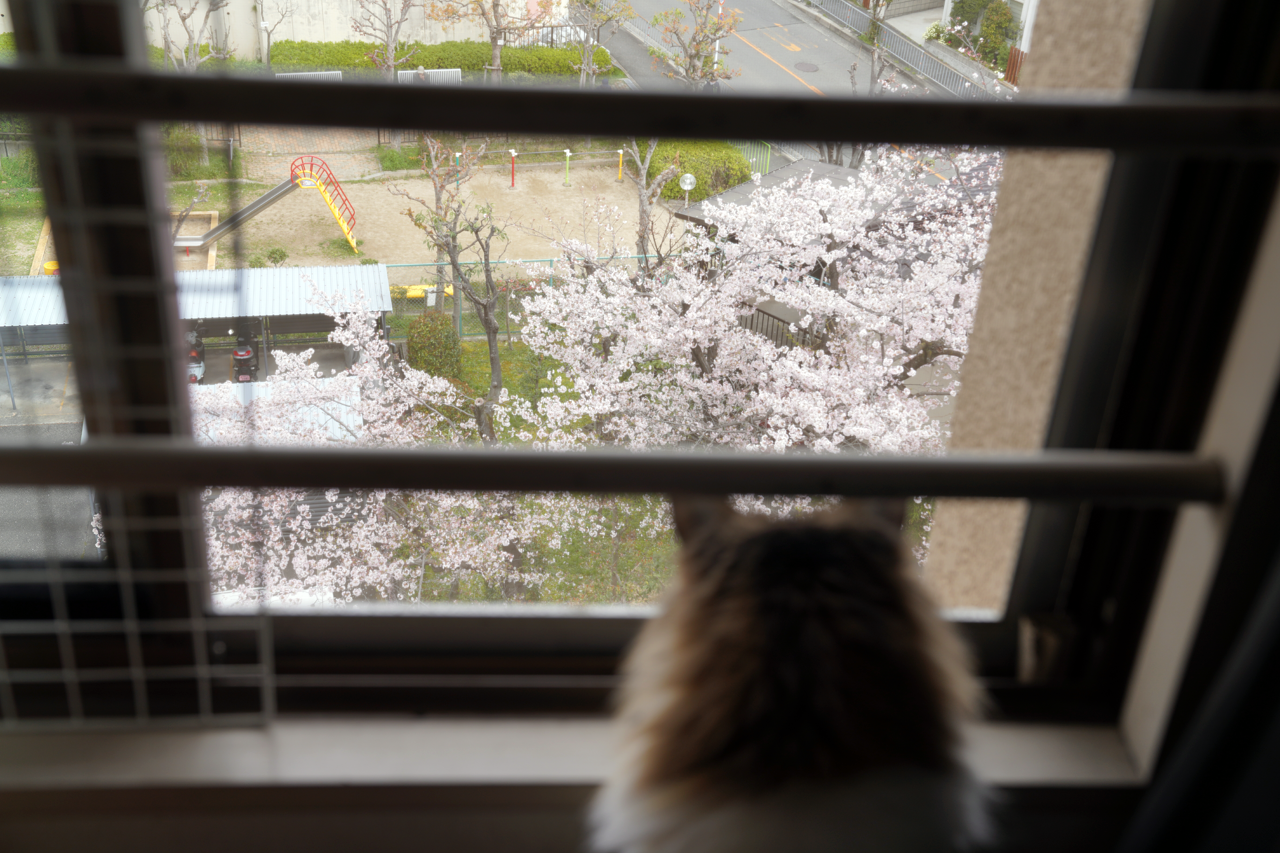 f:id:kazuhiro0214:20220403231724p:plain