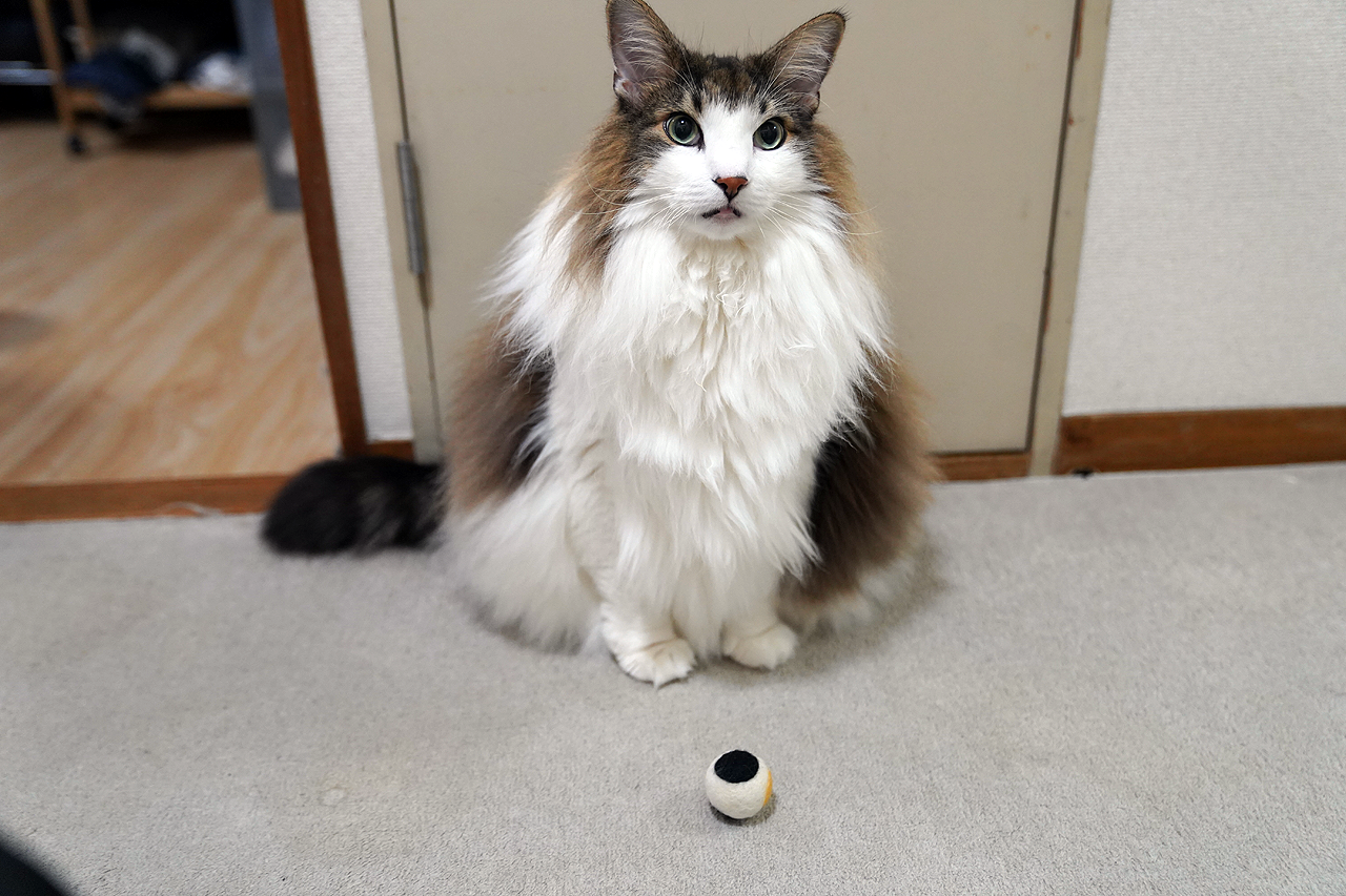 三毛猫の玉 子猫と毛玉 三毛猫 ガチャ - メルカリ