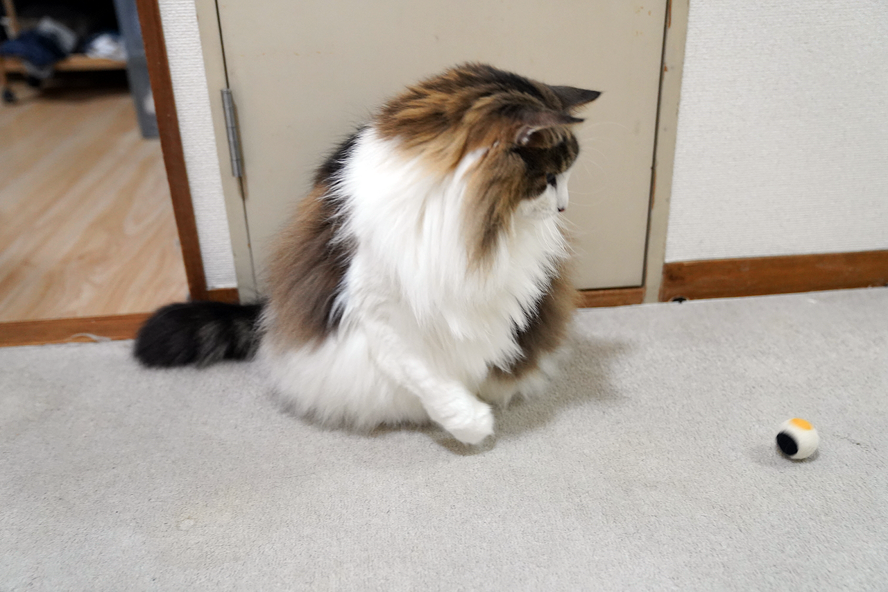 Amazon.co.jp: 【三毛猫と毛糸玉】子猫と毛糸玉 : おもちゃ