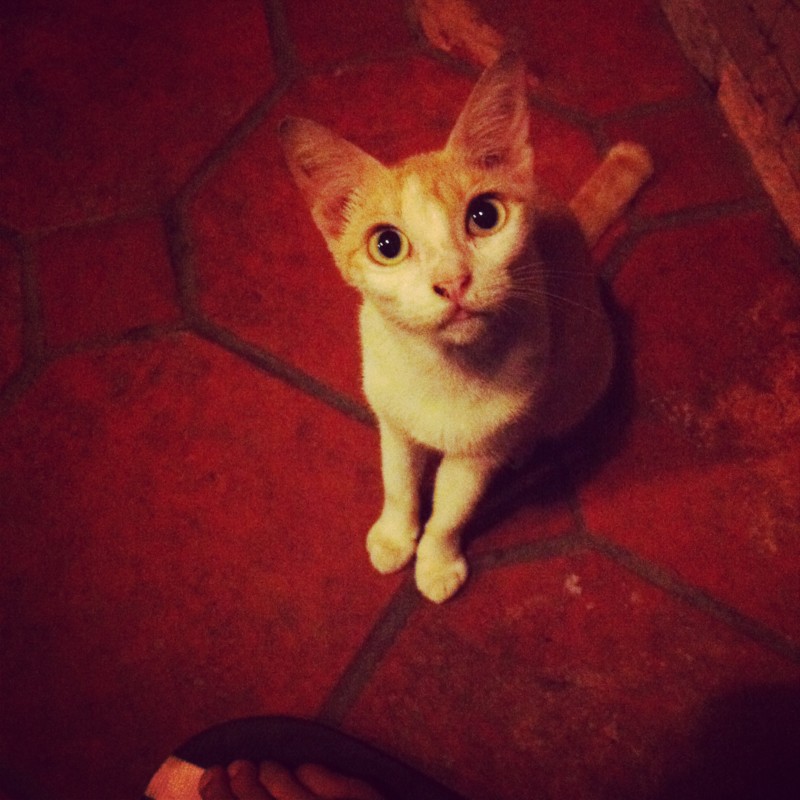 f:id:kazuk_i:20130508233611j:image:w240