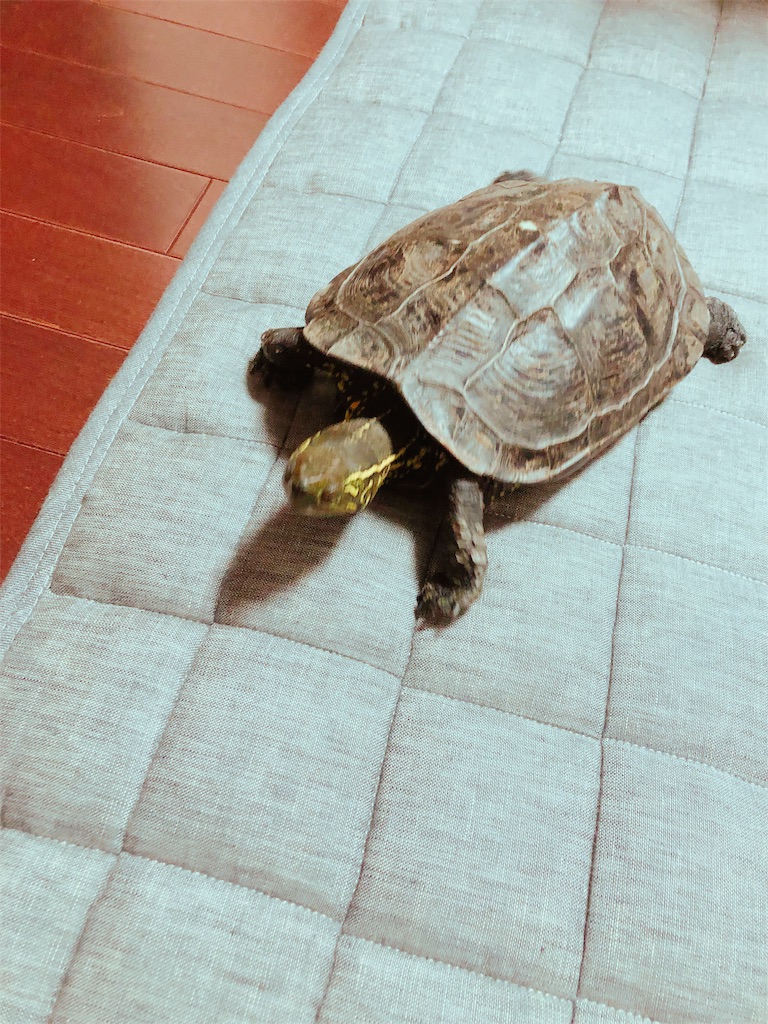 f:id:kazuki-iroiro:20190213072755j:image f:id:kazuki-iroiro:20190213072755j:image
