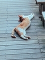 20190213072904