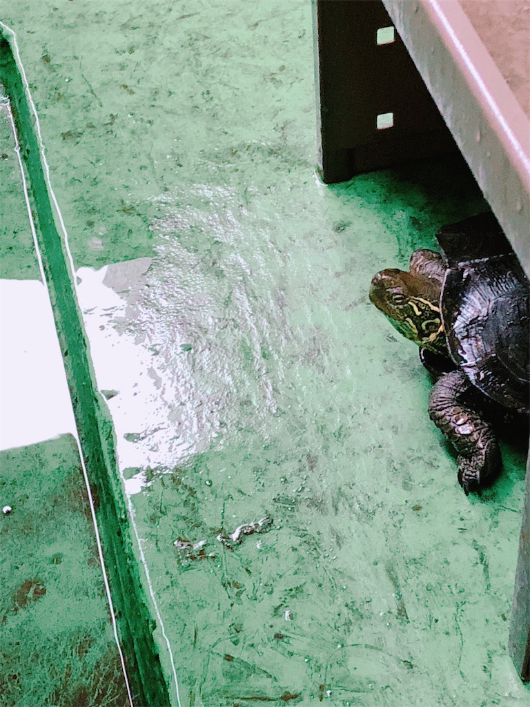 f:id:kazuki-iroiro:20190312220023j:image f:id:kazuki-iroiro:20190312220023j:image