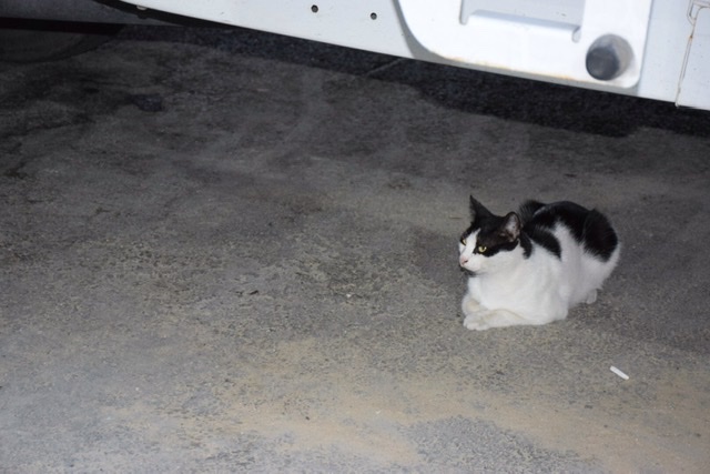 f:id:kazuki-iwata44:20220313101717j:plain