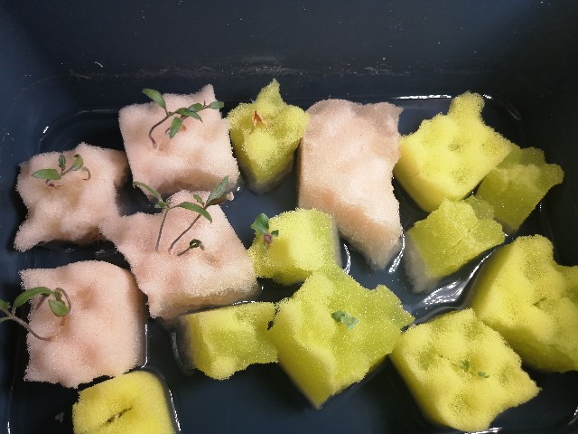 f:id:kazuki-iwata44:20220417192606j:image