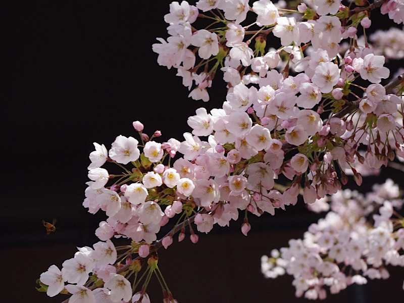 f:id:kazuki1026:20231201070343p:image f:id:kazuki1026:20231201070343p:image