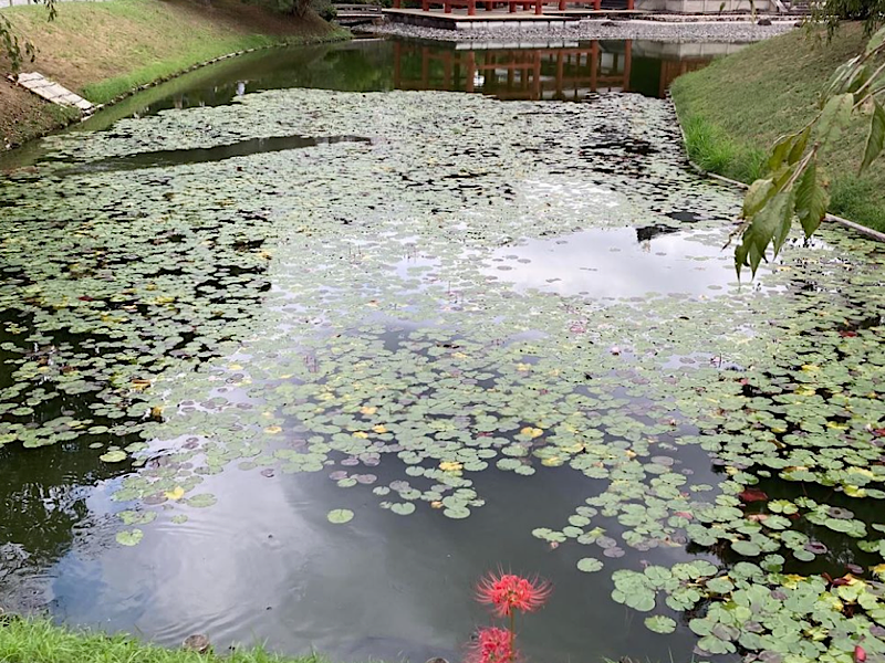 f:id:kazuki1026:20241029025327p:image