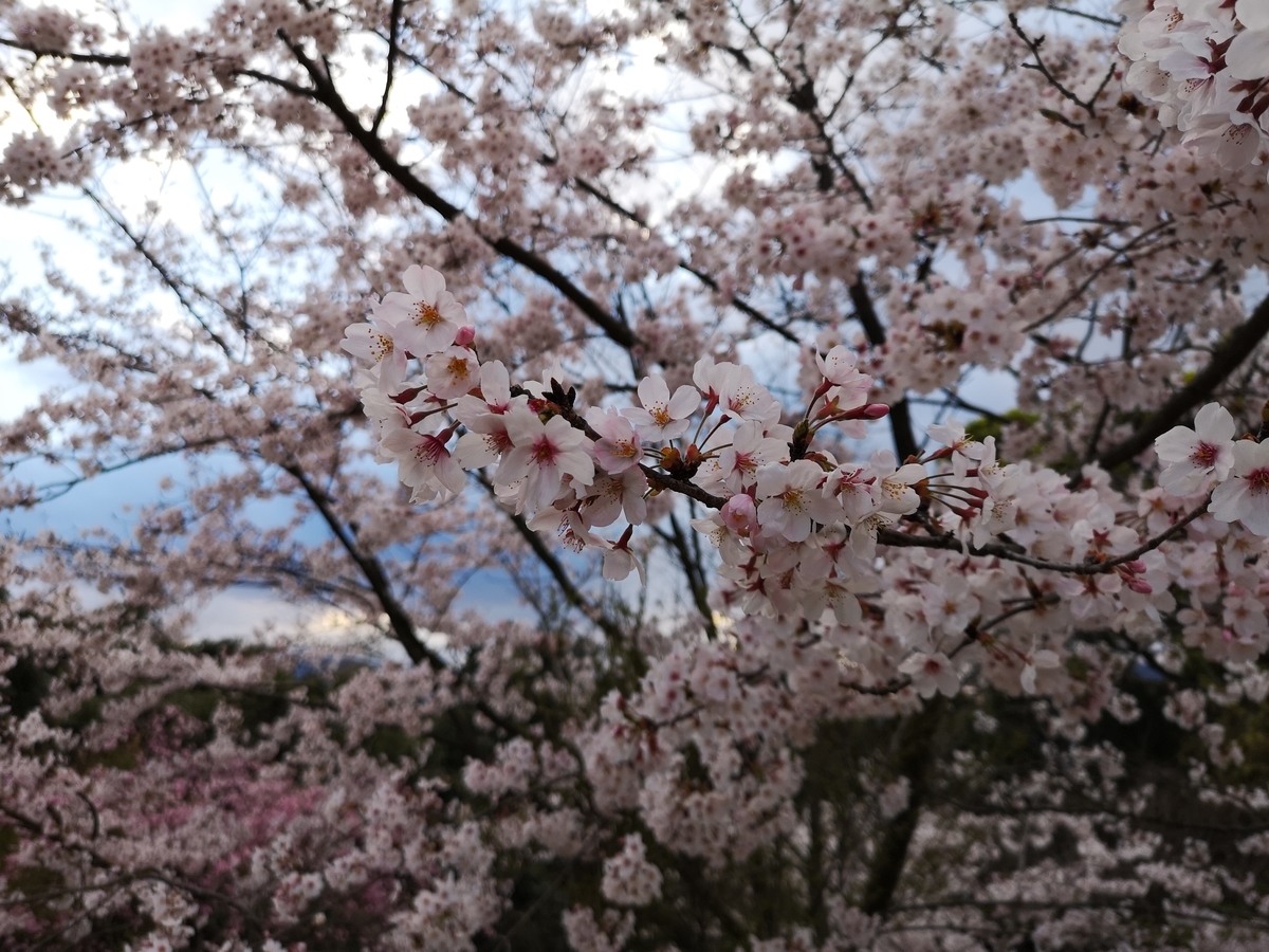f:id:kazuki_SS:20190403203510j:plain f:id:kazuki_SS:20190403203510j:plain