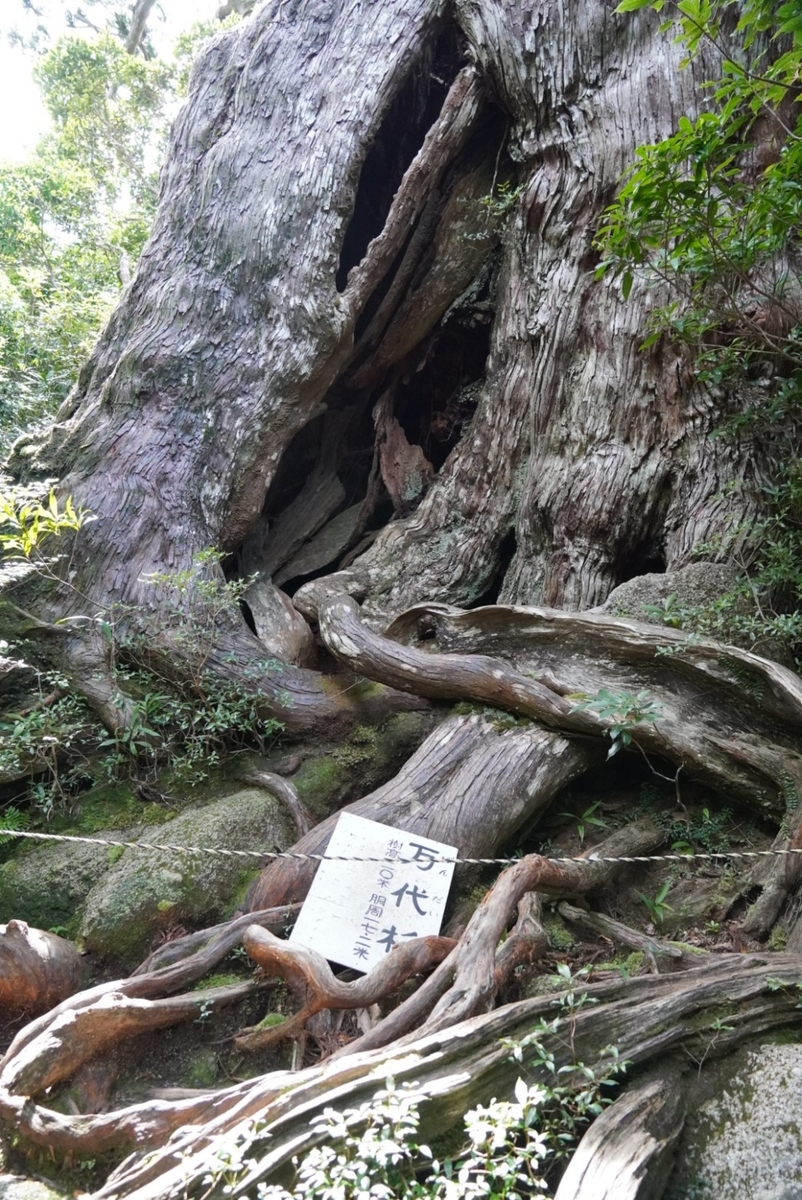 f:id:kazukilife:20200924202341j:plain f:id:kazukilife:20200924202341j:plain
