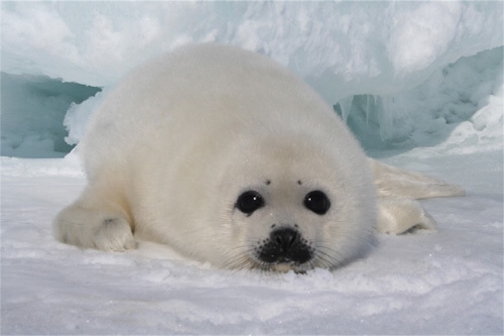 f:id:kazukiyo0427:20171226165121j:image