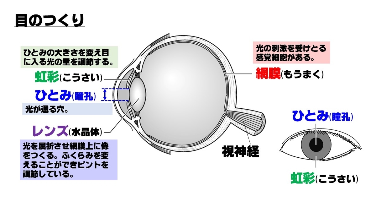 アディー瞳孔 とは, 瞳孔径 左右差 – AQAVPE