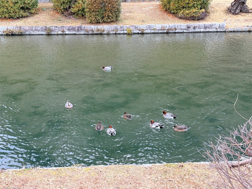 f:id:kazukomtng:20260102170335j:image f:id:kazukomtng:20260102170335j:image