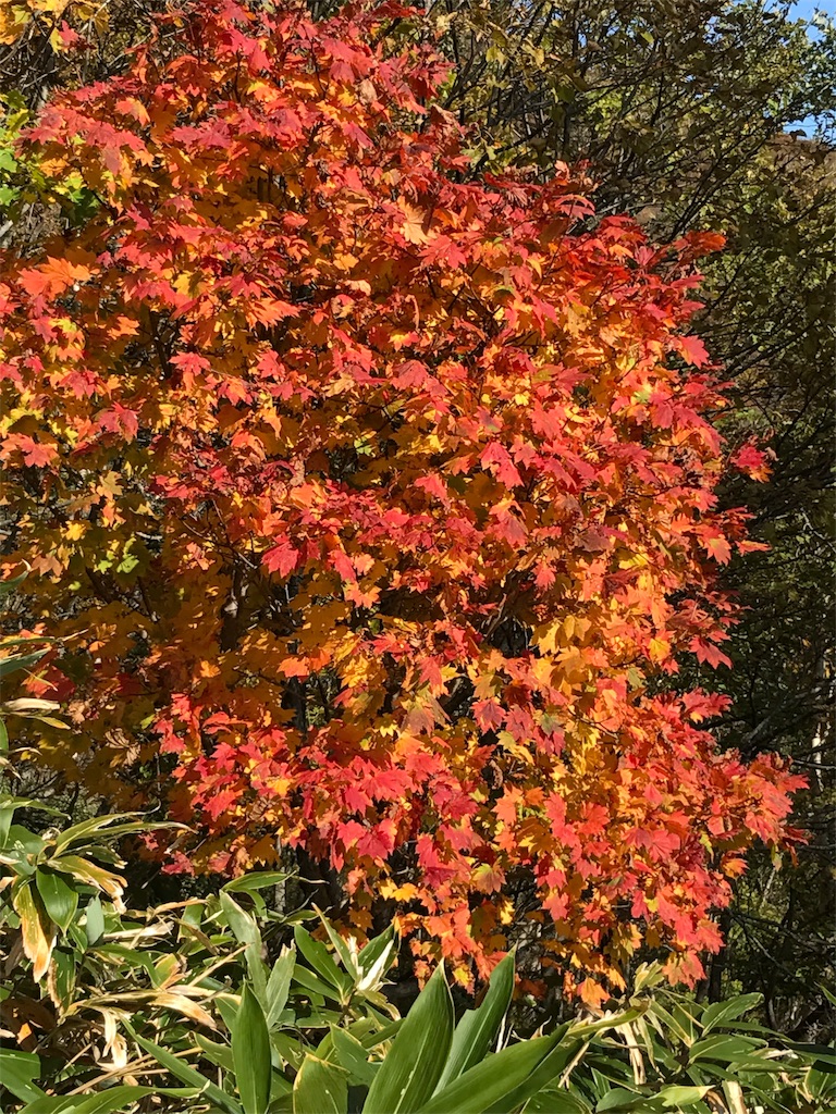 f:id:kazumali:20171015093910j:image