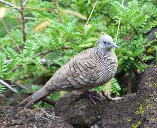 f:id:kazumatsu12:20191205001912j:image f:id:kazumatsu12:20191205001912j:image