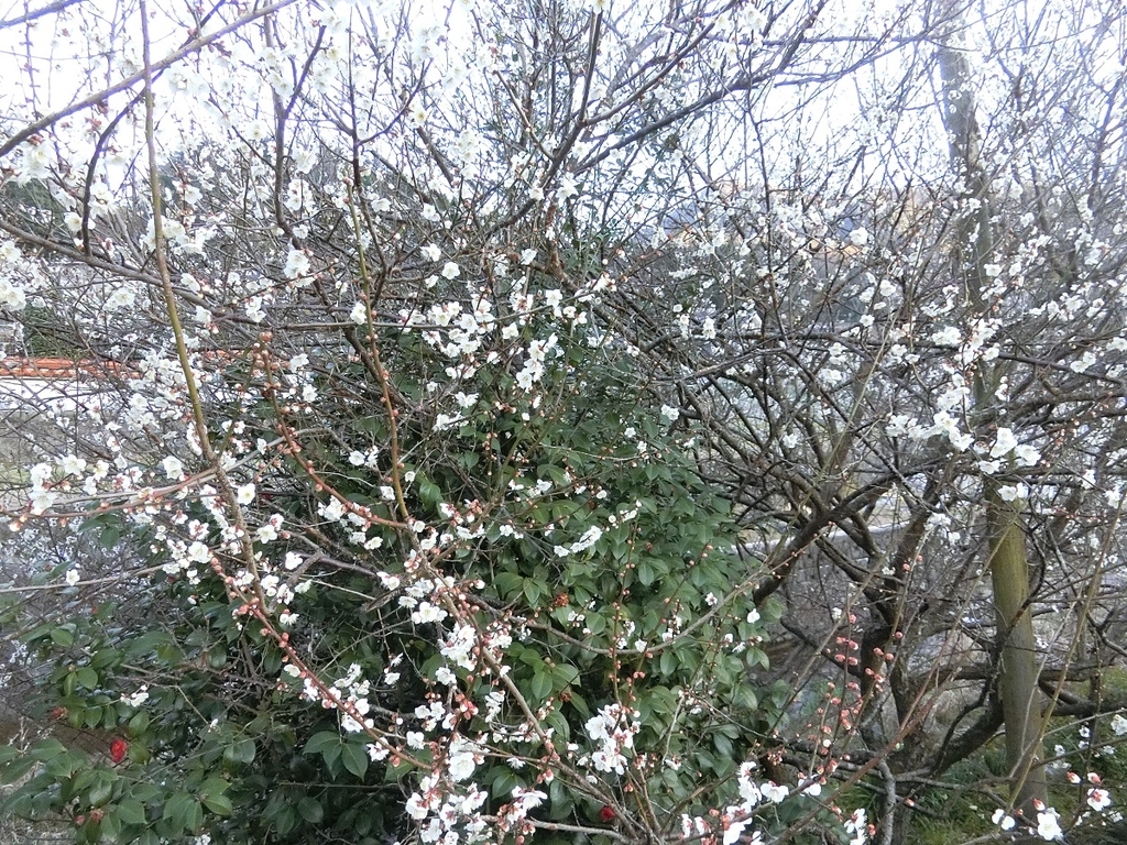 f:id:kazumi_nogi:20190309045349j:plain f:id:kazumi_nogi:20190309045349j:plain