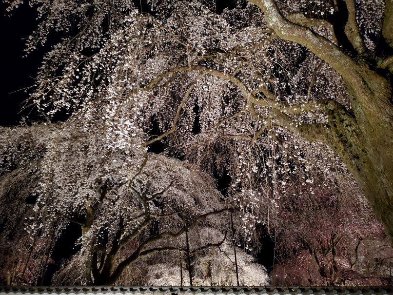 清雲寺の枝垂れ桜を求めて、秩父日帰りドライブ旅 - ものぐさkazuminの