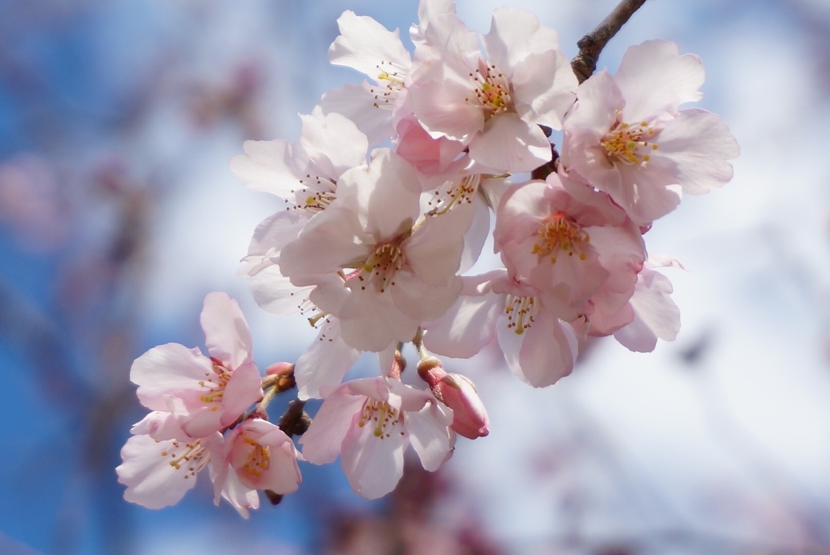 f:id:kazunayogalife:20200325222424j:plain