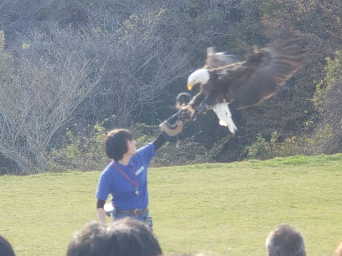 f:id:kazuokazu3:20191111132017j:plain