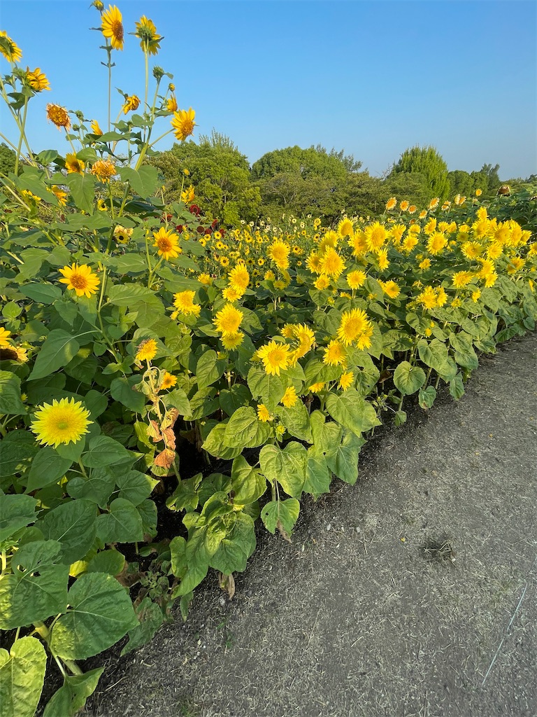 f:id:kazupu-san:20210801111436j:image f:id:kazupu-san:20210801111436j:image