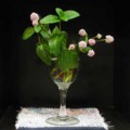 [flower]ミント