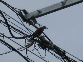 f:id:kazurateiutubo:20090526225012j:image