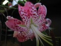 [flower]鹿の子アップ