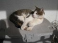 [その他]猫