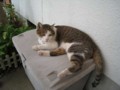 [その他]猫2