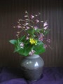 [flower]ホトトギス1