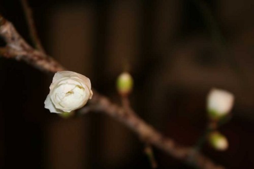 f:id:kazurateiutubo:20180112232333j:plain
