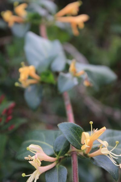f:id:kazurateiutubo:20190305145014j:plain
