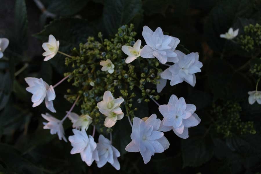 f:id:kazurateiutubo:20210520225357j:plain