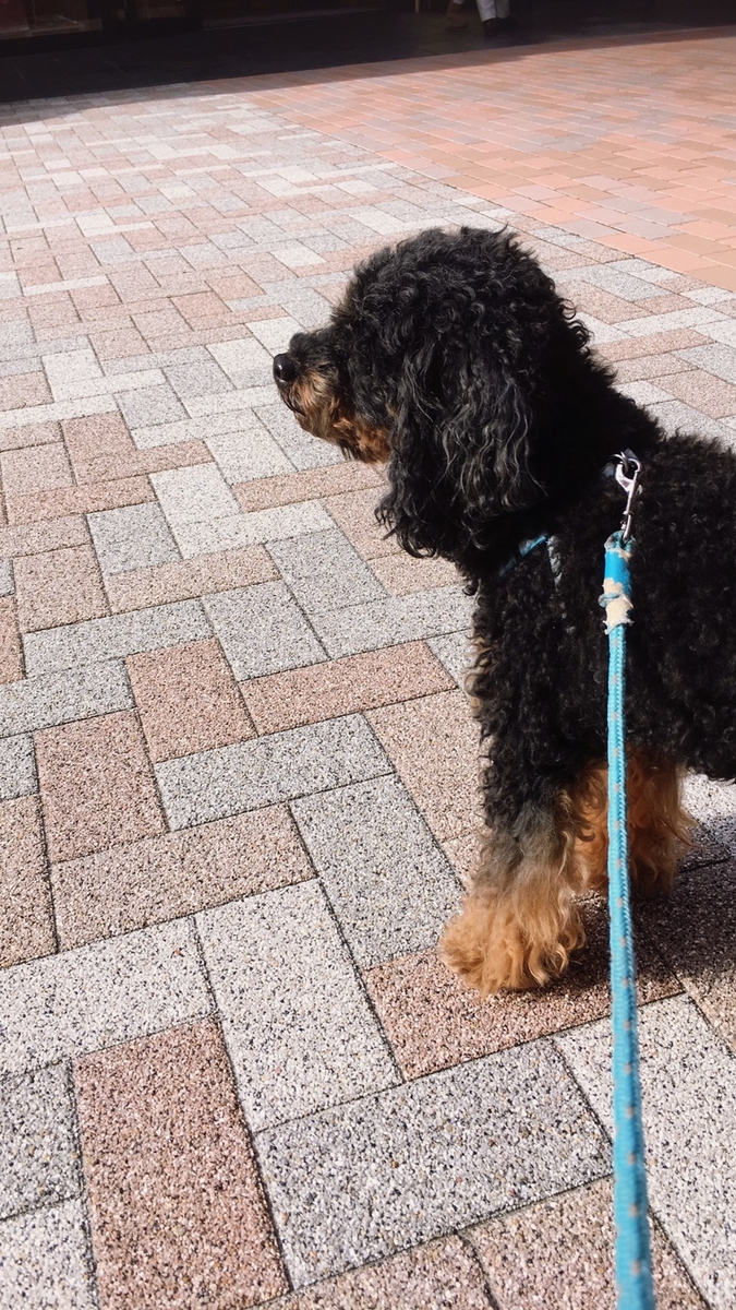f:id:kazusa39:20191117212129j:plain
