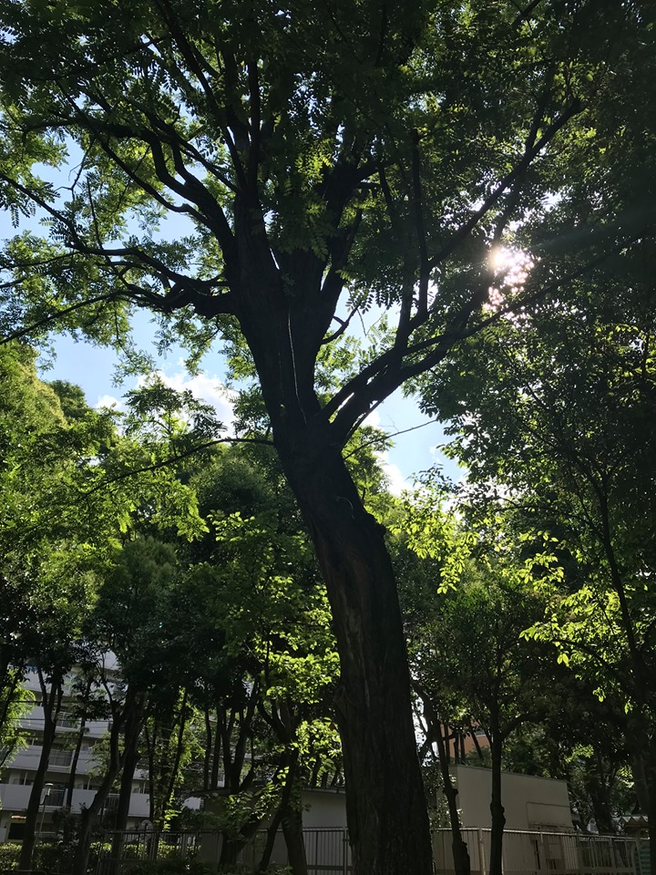f:id:kazusanuchisan:20190618110226j:plain f:id:kazusanuchisan:20190618110226j:plain