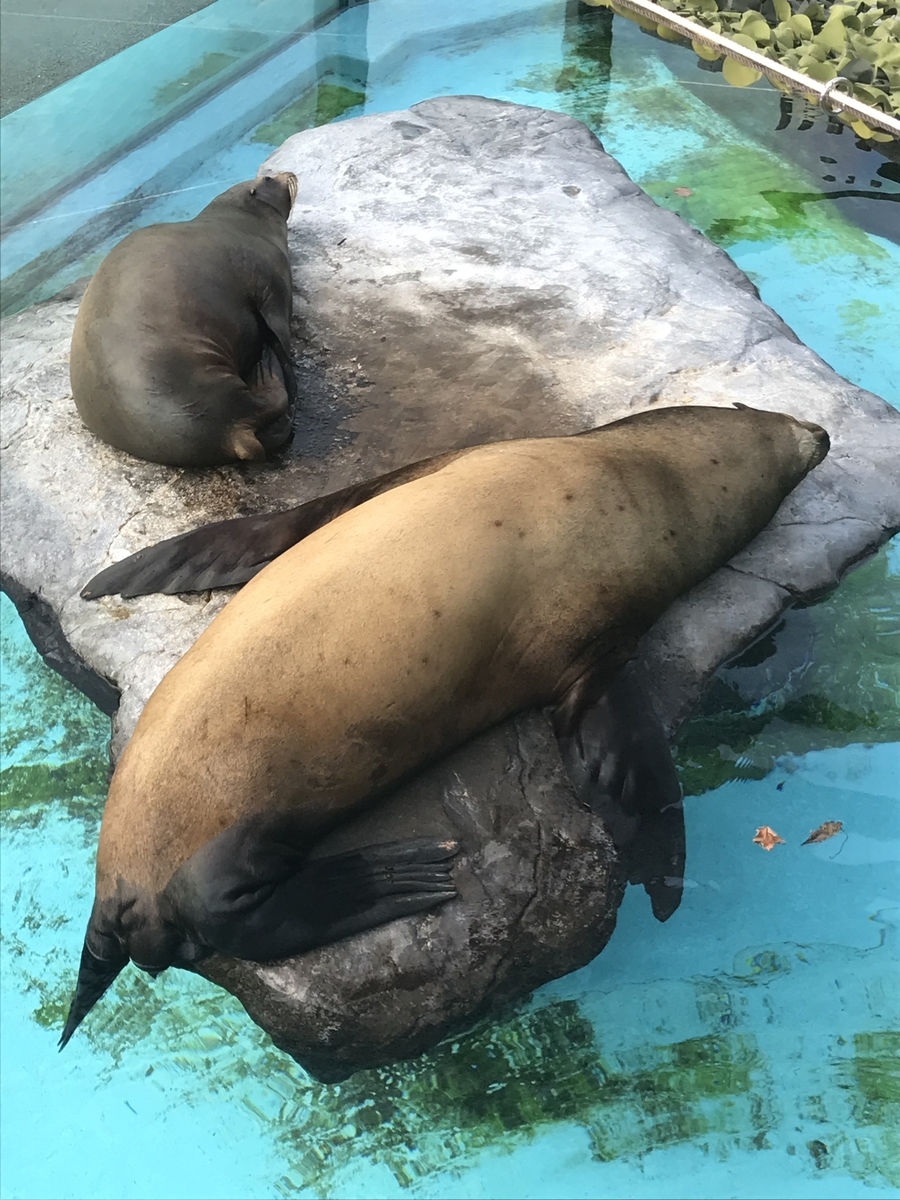 f:id:kazusanuchisan:20190811063551j:plain f:id:kazusanuchisan:20190811063551j:plain