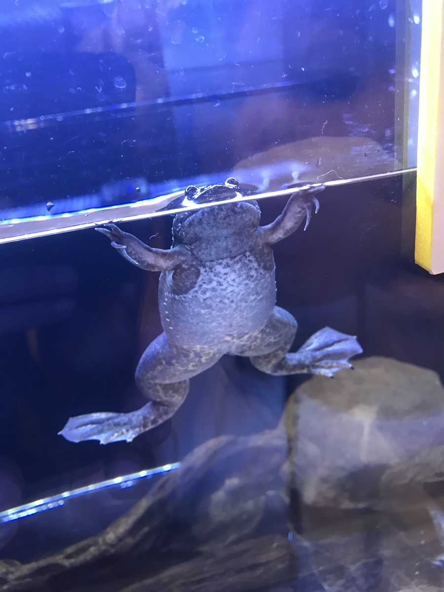 f:id:kazusanuchisan:20190811065234j:plain f:id:kazusanuchisan:20190811065234j:plain