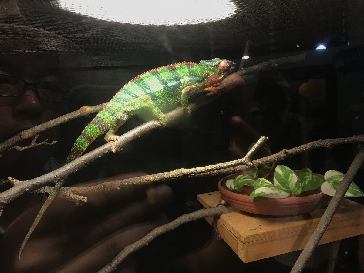 f:id:kazusanuchisan:20190811065313j:plain f:id:kazusanuchisan:20190811065313j:plain