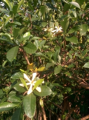 f:id:kazusanuchisan:20191215080401j:plain f:id:kazusanuchisan:20191215080401j:plain