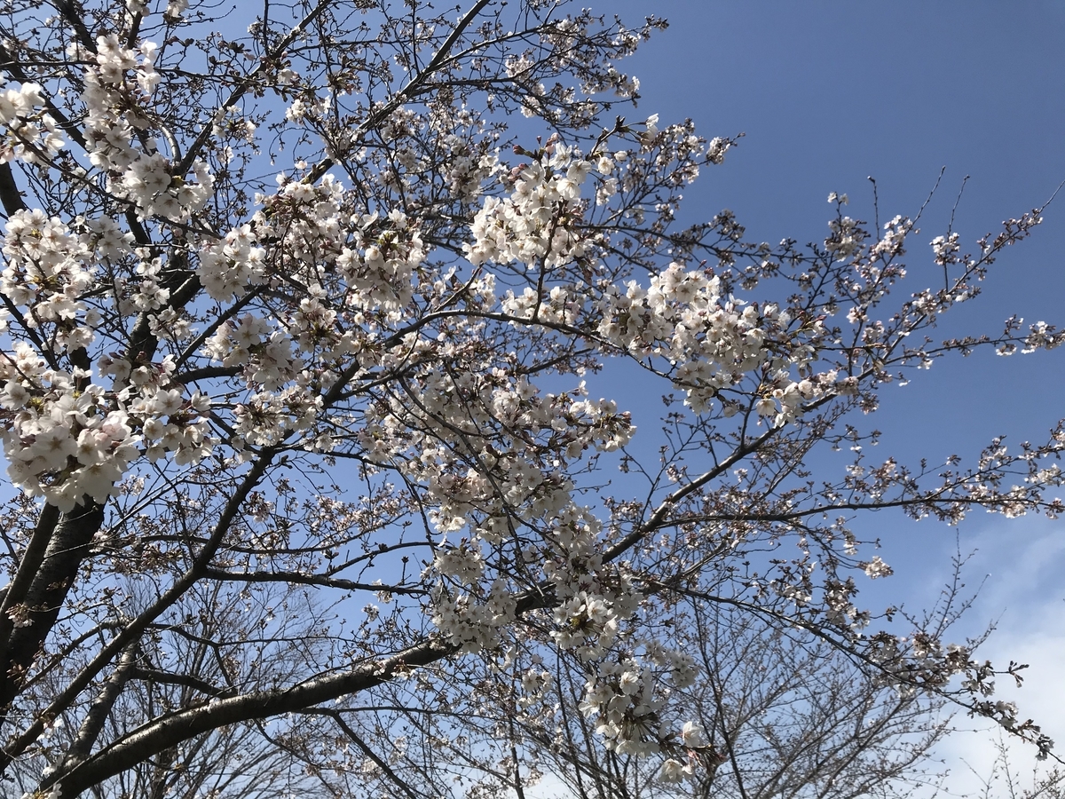 f:id:kazusanuchisan:20200321153639j:plain