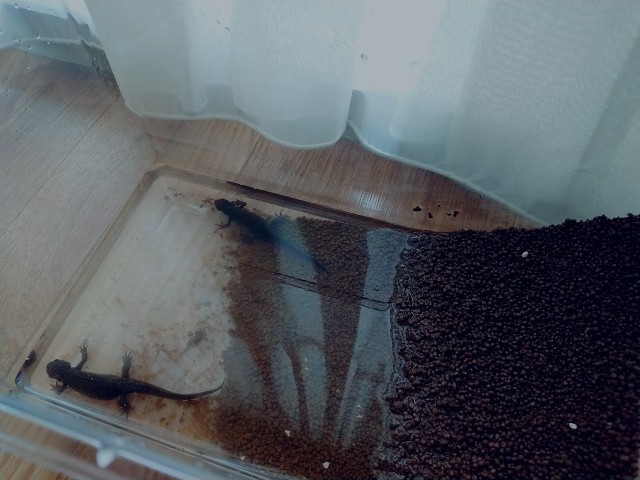 f:id:kazushihamu:20180814122256j:image f:id:kazushihamu:20180814122256j:image