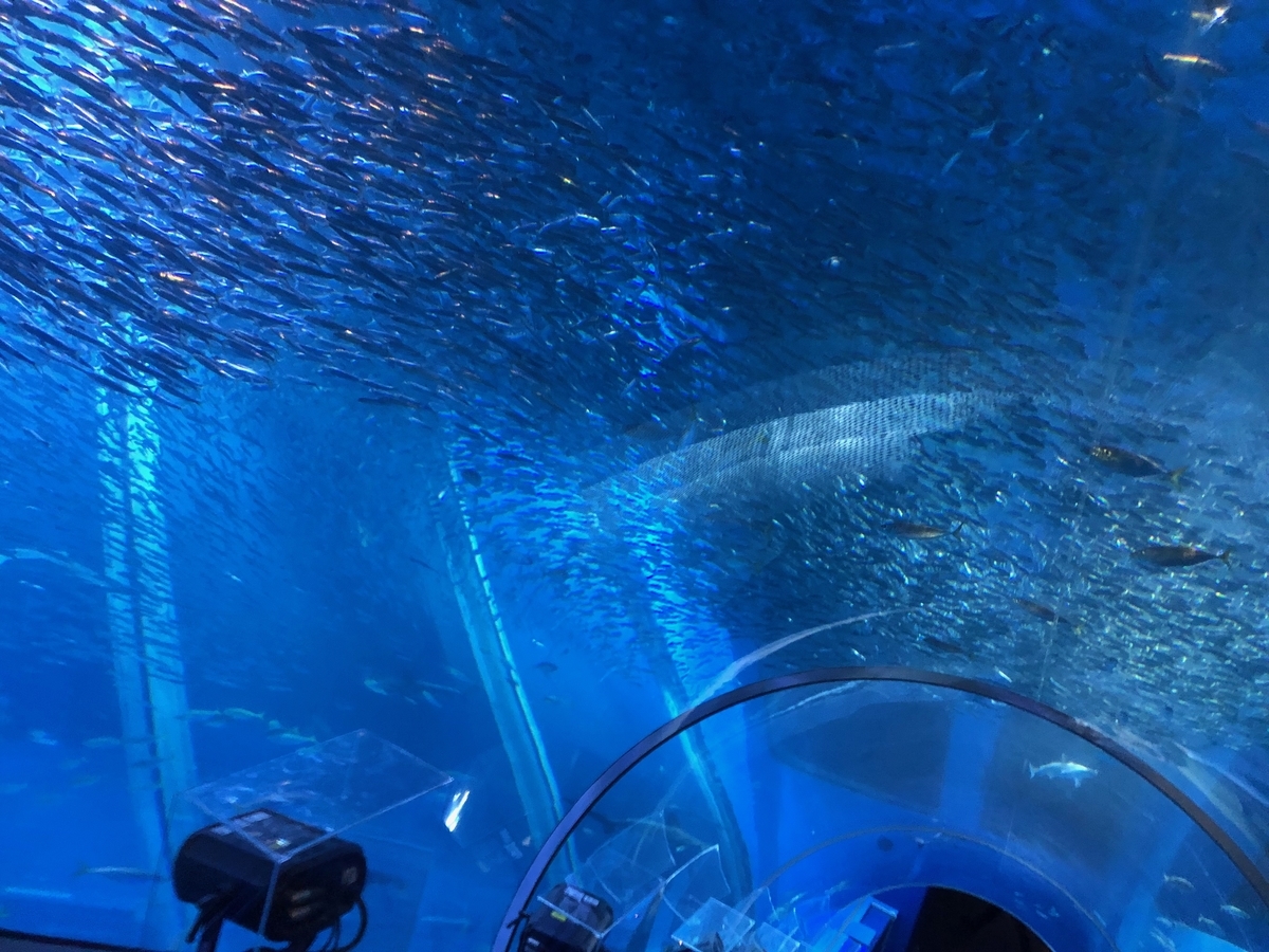 f:id:kazutaro047:20190603215644j:plain